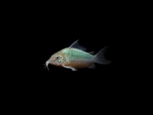 CORYDORA GREEN CAT