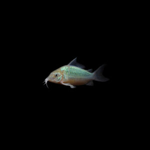 Corydora green cat