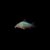1 CORYDORA GREEN CAT