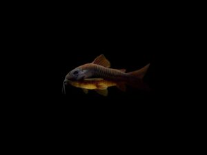 4 CORYDORA VENEZOLANA NEGRA