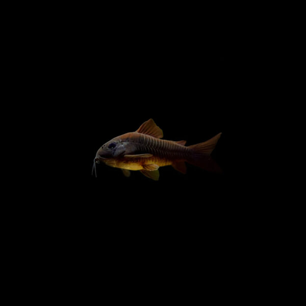 Corydora black venezuela