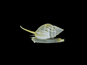 NASSARIUS SNAIL