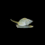7 Nassarius Snail