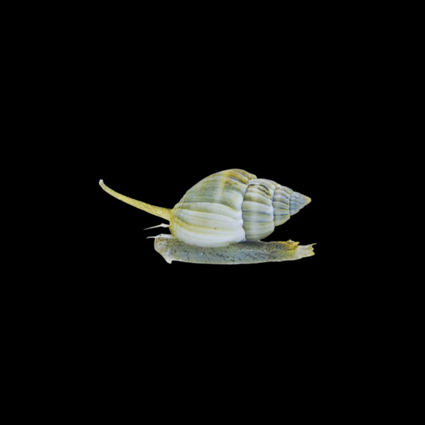 7 Nassarius Snail