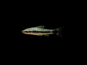 9 OTOCINCLUS