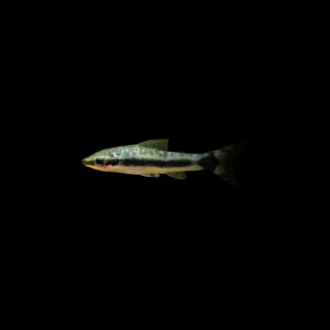 Otocinclus