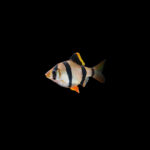 Barbo sumatrano