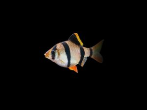 BARBO BARBO SUMATRANO