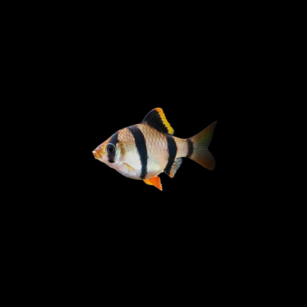 Barbo sumatrano