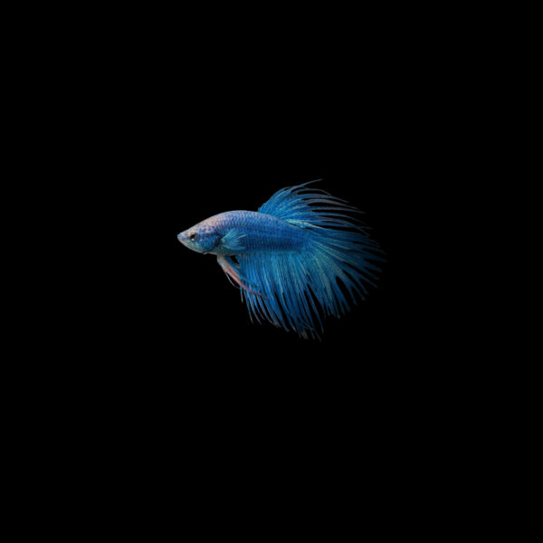 Betta crowntail macho mix color