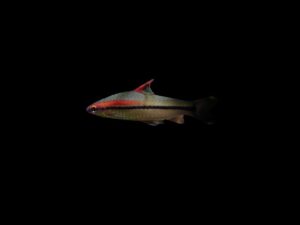 Barbo denisonii BARBO DENISONII