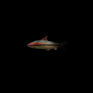 Barbo denisonii