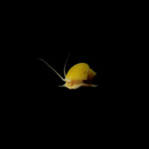 Caracol manzana amarillo