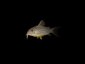 Corydora san juan CORYDORA SAN JUAN