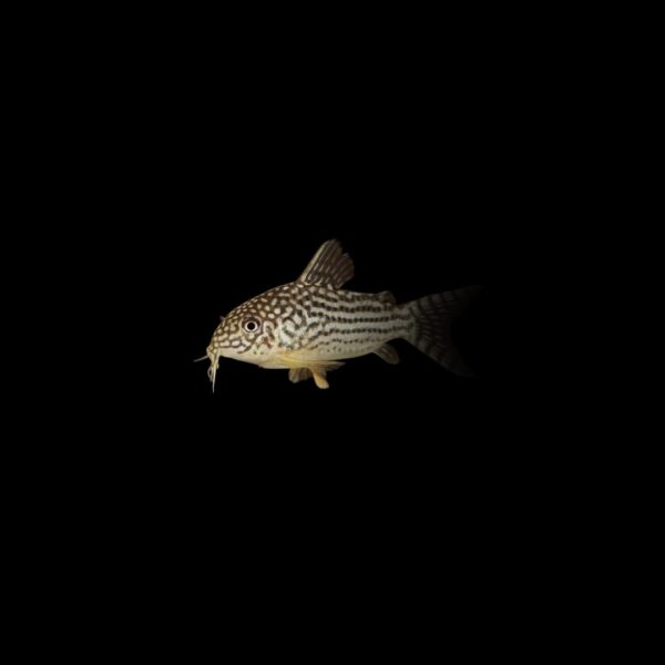 Corydora san juan CORYDORA SAN JUAN