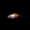 Platy red top