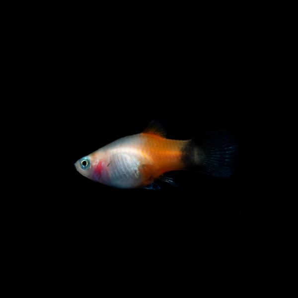 PLATY RED TOP