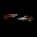 Guppy macho