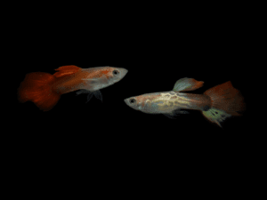 _DSC0134c GUPPY MACHO