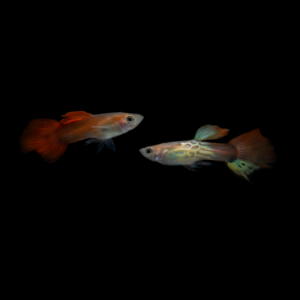 Guppy macho