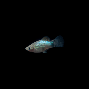 Platy celeste