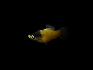 PLATY ABEJA