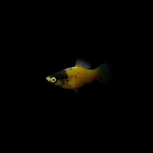 Platy abeja