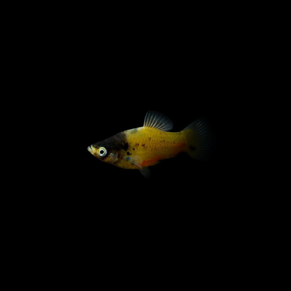 Platy abeja