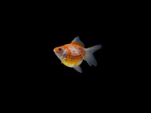 GOLFISH PERLA GOLDFISH PERLA