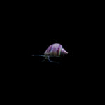 Caracol manzana morado