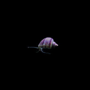 Caracol manzana morado