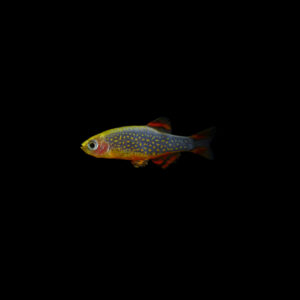 Microrasbora galaxy