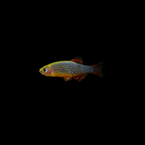 Microrasbora galaxy