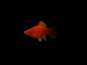 Platy rojo PLATY ROJO