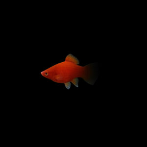 Platy rojo