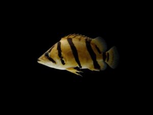 TIGRE SIAMES PEZ TIGRE SIAMÉS