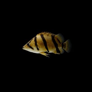 PEZ TIGRE SIAMÉS