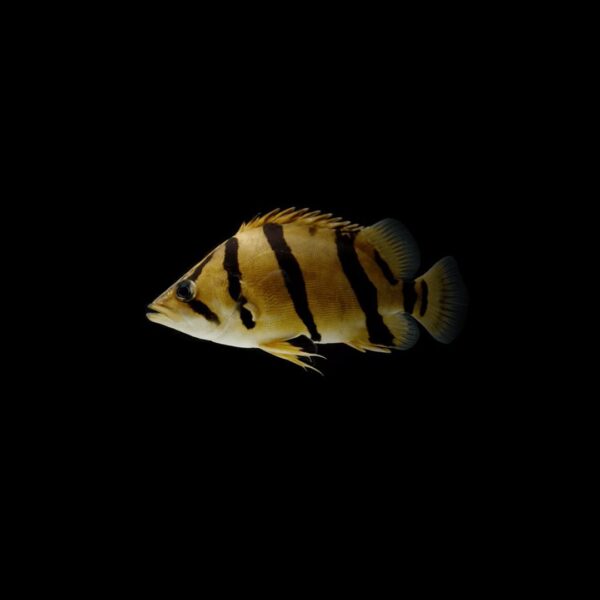 TIGRE SIAMES PEZ TIGRE SIAMÉS