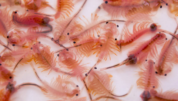 LATA DE ARTEMIA MACKAY LATA NEGRA 454 G