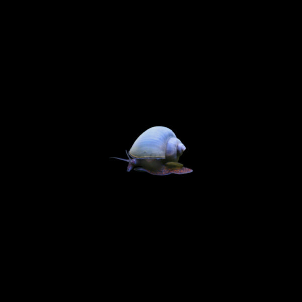 Caracol manzana azul