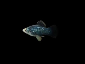 platy PLATY NEGRO