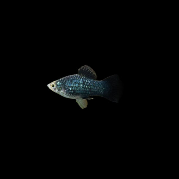 Platy negro