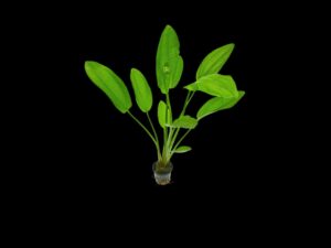 radicans ECHINODORUS RADICANS