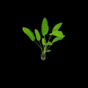 ECHINODORUS RADICANS