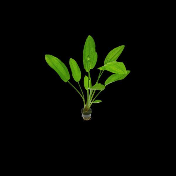 radicans ECHINODORUS RADICANS
