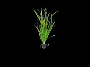 VALLISNERIA GIGANTE