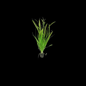 vallisneria Vallisneria gigante