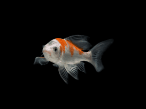 1 KOI MIX DE COLORES 12-14 CM