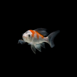 Koi mix color