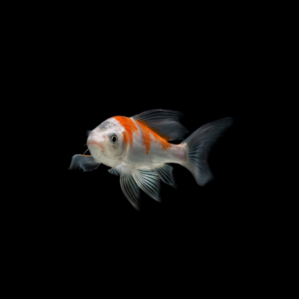 Koi mix color